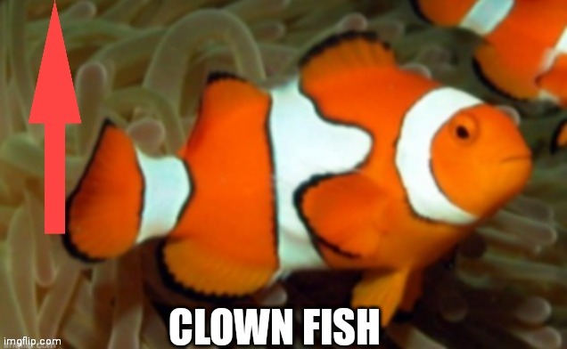 image tagged in clownfish | made w/ Imgflip meme maker