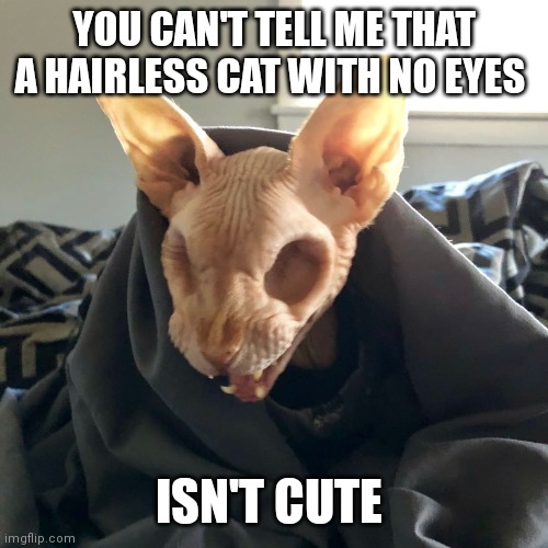 YOU CAN'T TELL ME THAT A HAIRLESS CAT WITH NO EYES; ISN'T CUTE | made w/ Imgflip meme maker