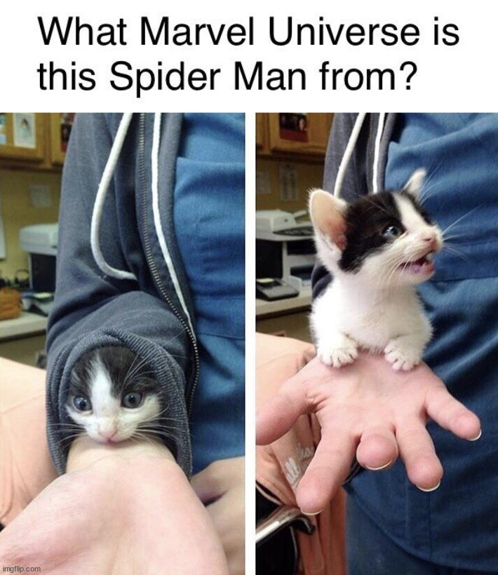 Spidercat? | image tagged in marvel,spiderman | made w/ Imgflip meme maker