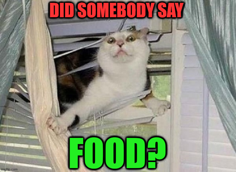 DID SOMEBODY SAY; FOOD? | image tagged in cats | made w/ Imgflip meme maker