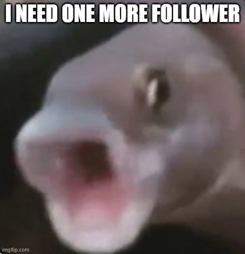 OOOOOOOOOOOOOOOOOOOOOOO- | I NEED ONE MORE FOLLOWER | image tagged in poggers fish | made w/ Imgflip meme maker