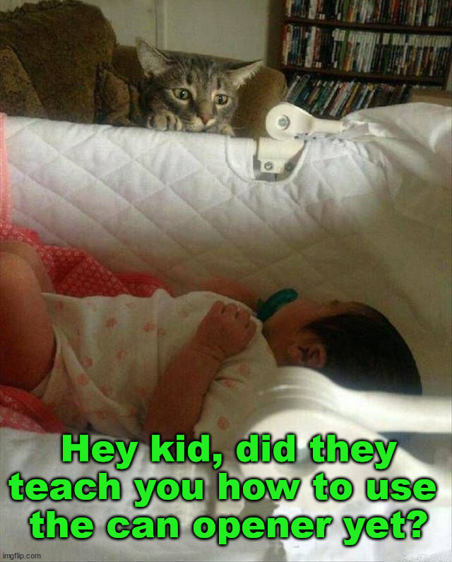 Hey kid, did they teach you how to use 
the can opener yet? | image tagged in cats | made w/ Imgflip meme maker