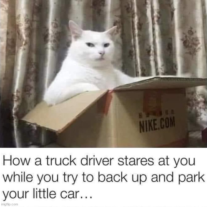 image tagged in cats | made w/ Imgflip meme maker