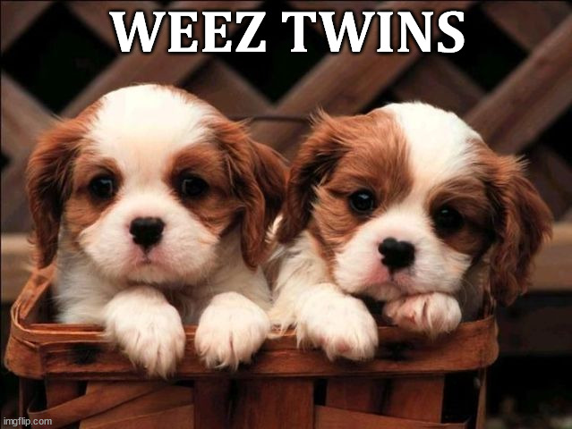 WEEZ TWINS | image tagged in dogs | made w/ Imgflip meme maker