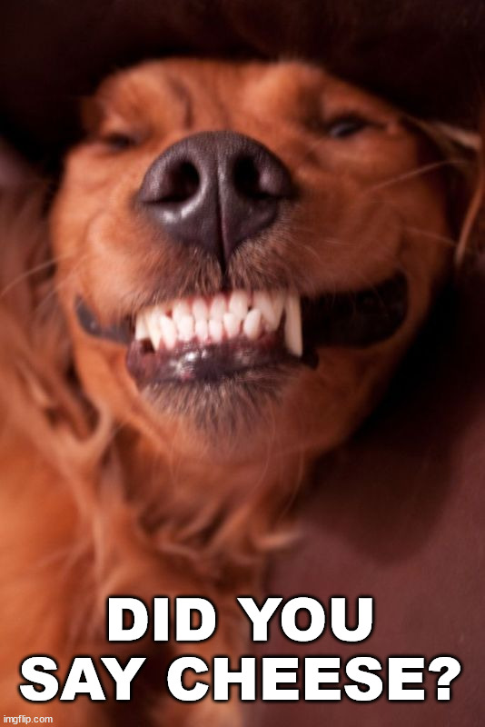 DID YOU SAY CHEESE? | image tagged in dogs | made w/ Imgflip meme maker