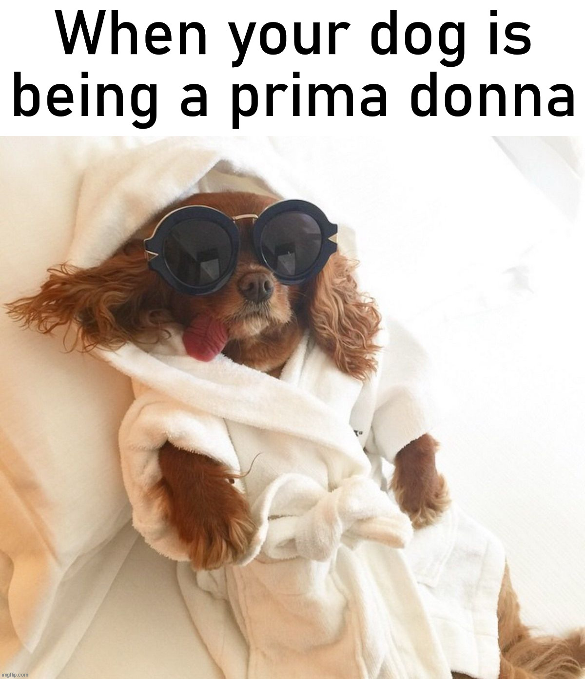 When doggo is being difficult | When your dog is being a prima donna | image tagged in dogs | made w/ Imgflip meme maker