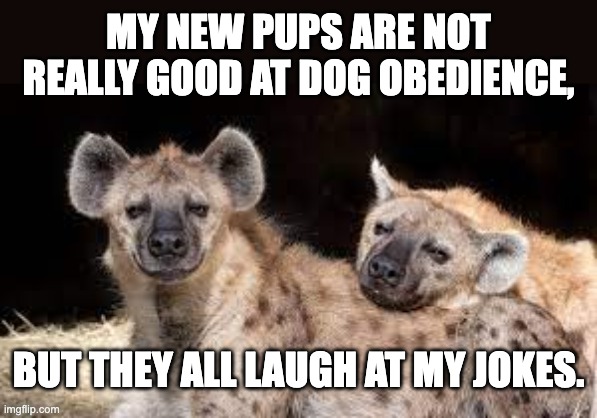 Laugh | MY NEW PUPS ARE NOT REALLY GOOD AT DOG OBEDIENCE, BUT THEY ALL LAUGH AT MY JOKES. | image tagged in dad joke dog | made w/ Imgflip meme maker