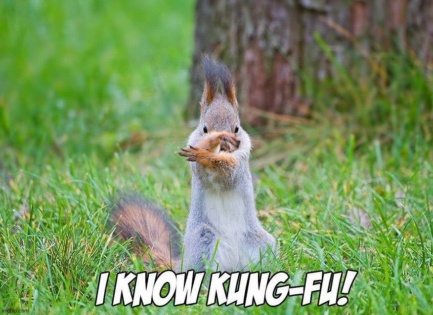 image tagged in kung fu,squirrel | made w/ Imgflip meme maker