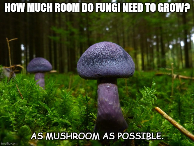 Daily Bad Dad Joke Nov 30 2021 | HOW MUCH ROOM DO FUNGI NEED TO GROW? AS MUSHROOM AS POSSIBLE. | image tagged in fungi | made w/ Imgflip meme maker