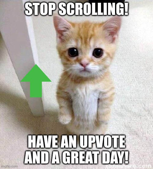 Cute Cat | STOP SCROLLING! HAVE AN UPVOTE AND A GREAT DAY! | image tagged in memes,cute cat | made w/ Imgflip meme maker