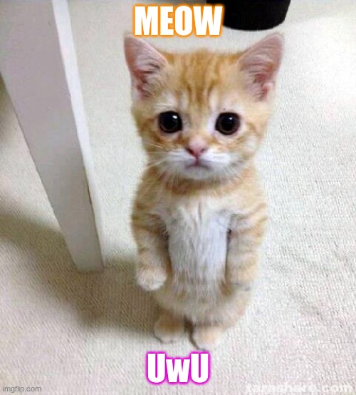 how to trigger people: | MEOW; UwU | image tagged in memes,cute cat | made w/ Imgflip meme maker