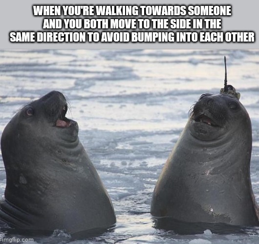 :| |  WHEN YOU'RE WALKING TOWARDS SOMEONE AND YOU BOTH MOVE TO THE SIDE IN THE SAME DIRECTION TO AVOID BUMPING INTO EACH OTHER | image tagged in two awkward seals | made w/ Imgflip meme maker