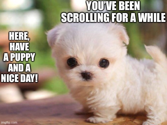 Cute puppy | YOU’VE BEEN SCROLLING FOR A WHILE; HERE, HAVE A PUPPY AND A NICE DAY! | image tagged in heartwarming,cute | made w/ Imgflip meme maker