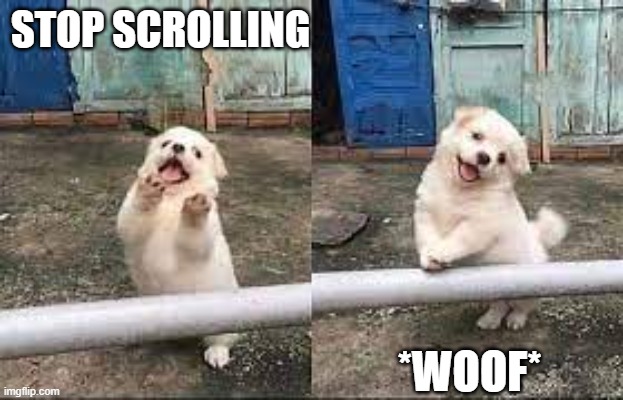 Wait! Stop scrolling! | STOP SCROLLING; *WOOF* | image tagged in wait stop scrolling | made w/ Imgflip meme maker
