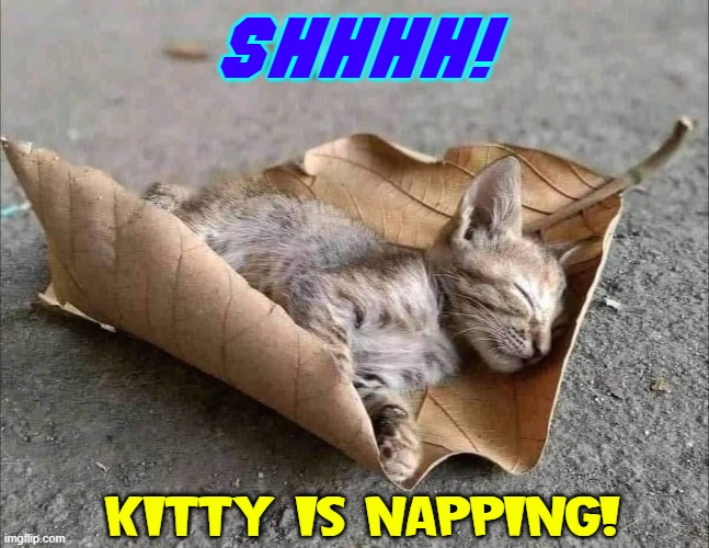 When you can't find a box, you have to make do! | SHHHH! KITTY IS NAPPING! | image tagged in vince vance,cats,napping,kitty,leaf,memes | made w/ Imgflip meme maker