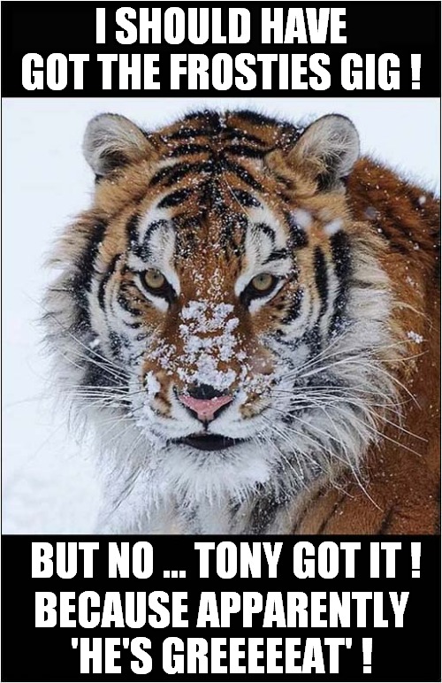 One Sarcastic Tiger ! | I SHOULD HAVE GOT THE FROSTIES GIG ! BECAUSE APPARENTLY 'HE'S GREEEEEAT' ! BUT NO ... TONY GOT IT ! | image tagged in big cats,tiger,frosties,cats | made w/ Imgflip meme maker