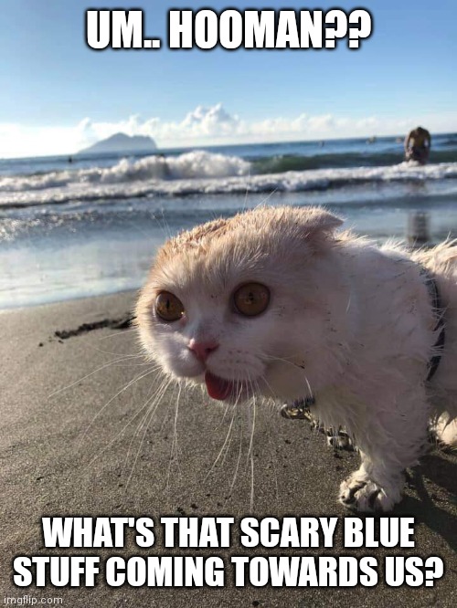 Water. Run. | UM.. HOOMAN?? WHAT'S THAT SCARY BLUE STUFF COMING TOWARDS US? | image tagged in scared cat on the beach | made w/ Imgflip meme maker