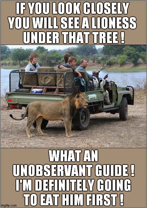 This Safari Will End Badly For Some ! | IF YOU LOOK CLOSELY
YOU WILL SEE A LIONESS
 UNDER THAT TREE ! WHAT AN UNOBSERVANT GUIDE !
I'M DEFINITELY GOING TO EAT HIM FIRST ! | image tagged in safari,lion,eaten | made w/ Imgflip meme maker