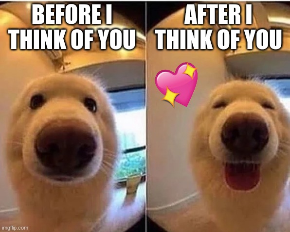 every time <3 <3 | BEFORE I THINK OF YOU; AFTER I THINK OF YOU | image tagged in wholesome doggo,truth | made w/ Imgflip meme maker