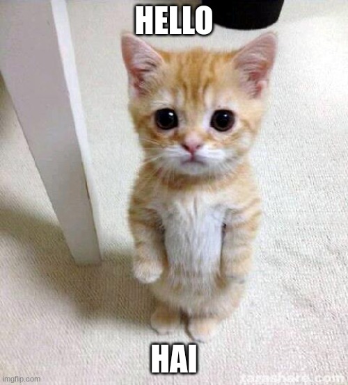 Cute Cat Meme | HELLO; HAI | image tagged in memes,cute cat | made w/ Imgflip meme maker
