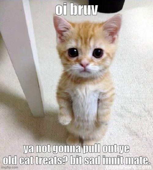 Cute Cat Meme | oi bruv; ya not gonna pull out ye old cat treats? bit sad innit mate. | image tagged in memes,cute cat | made w/ Imgflip meme maker