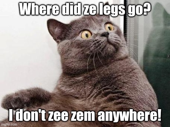 Surprised cat | Where did ze legs go? I don't zee zem anywhere! | image tagged in surprised cat | made w/ Imgflip meme maker