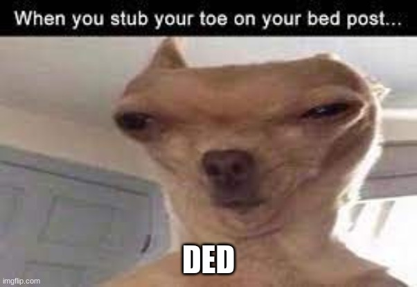 DED | image tagged in toes,dog | made w/ Imgflip meme maker