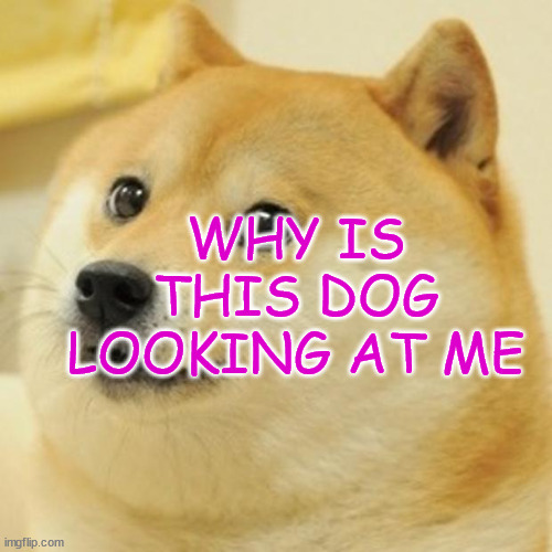 saxicolor | WHY IS THIS DOG LOOKING AT ME | image tagged in memes,doge | made w/ Imgflip meme maker