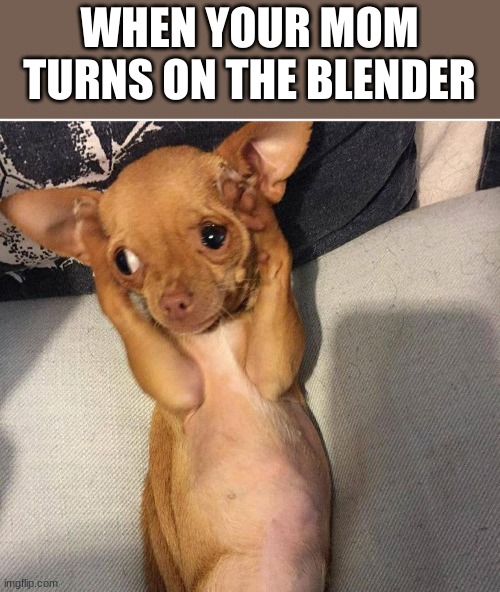 relatable? | WHEN YOUR MOM TURNS ON THE BLENDER | image tagged in dog covers ears | made w/ Imgflip meme maker
