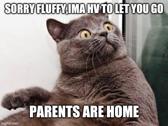 Surprised cat | SORRY FLUFFY,IMA HV TO LET YOU GO; PARENTS ARE HOME | image tagged in surprised cat | made w/ Imgflip meme maker
