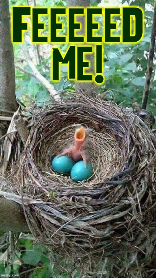 Parenting is not for the timid nor weak! | FEEEEED 
ME! | image tagged in vince vance,robin eggs,blue eggs,feed me,memes,bird nest | made w/ Imgflip meme maker