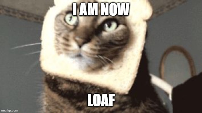 Bread cat | I AM NOW LOAF | image tagged in bread cat | made w/ Imgflip meme maker