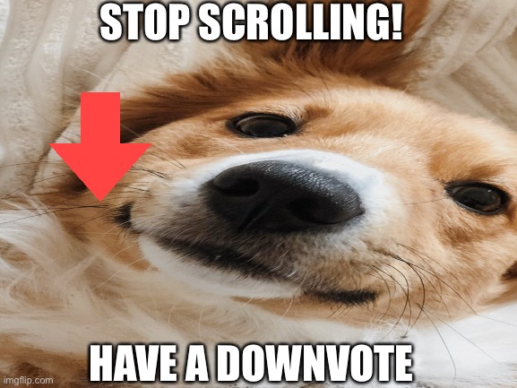 Downvote doggy because everybody is doing upvote doggie and I take the path less taken | STOP SCROLLING! HAVE A DOWNVOTE | image tagged in doge,dogs,upvote,downvote | made w/ Imgflip meme maker