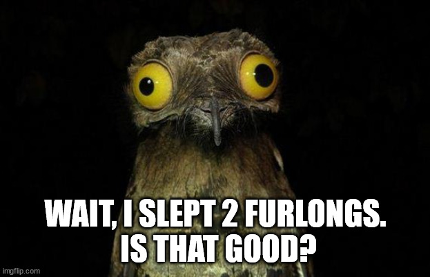 Weird Stuff I Do Potoo Meme | WAIT, I SLEPT 2 FURLONGS.
 IS THAT GOOD? | image tagged in memes,weird stuff i do potoo | made w/ Imgflip meme maker