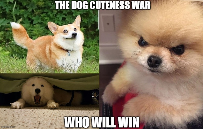 Dog Fights | THE DOG CUTENESS WAR; WHO WILL WIN | image tagged in ok boomer corgi,samoyed shocked,angry pomeranian | made w/ Imgflip meme maker