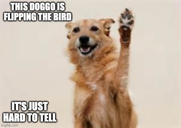 dogs give the bird too. | THIS DOGGO IS FLIPPING THE BIRD; IT'S JUST HARD TO TELL | image tagged in dog paw,middle finger,memes,dog | made w/ Imgflip meme maker