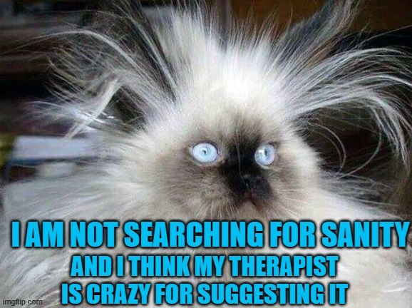 The Search is Over Folks I Found My Cat | image tagged in memes,funny,funny memes | made w/ Imgflip meme maker