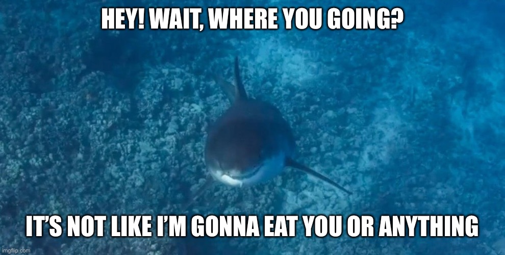Do Not Tell Me Sharks Can’t Be Evil. Just Look at that Face. | HEY! WAIT, WHERE YOU GOING? IT’S NOT LIKE I’M GONNA EAT YOU OR ANYTHING | image tagged in bad shark pun,shark,memes,funny,cute animals | made w/ Imgflip meme maker