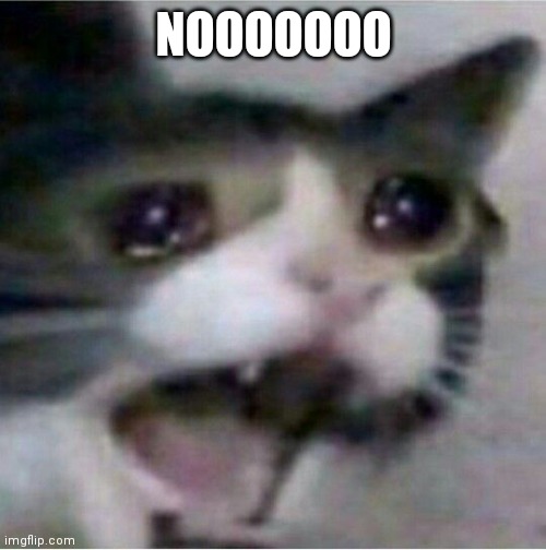 crying cat | NOOOOOOO | image tagged in crying cat | made w/ Imgflip meme maker