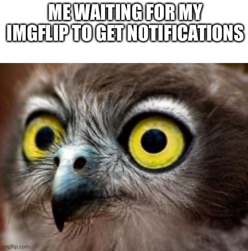 ME WAITING FOR MY IMGFLIP TO GET NOTIFICATIONS | image tagged in blank white template,hyperactive owl | made w/ Imgflip meme maker