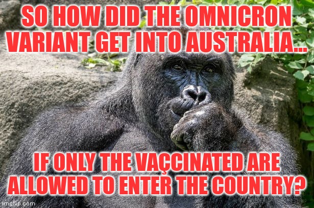 Harambe Pondering | SO HOW DID THE OMNICRON VARIANT GET INTO AUSTRALIA... IF ONLY THE VAÇCINATED ARE ALLOWED TO ENTER THE COUNTRY? | image tagged in harambe pondering | made w/ Imgflip meme maker