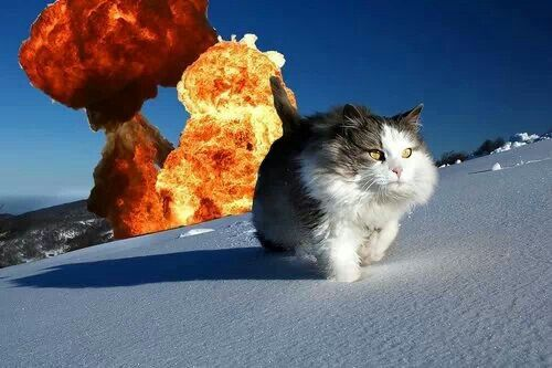 Cat walking away from explosion Blank Meme Template