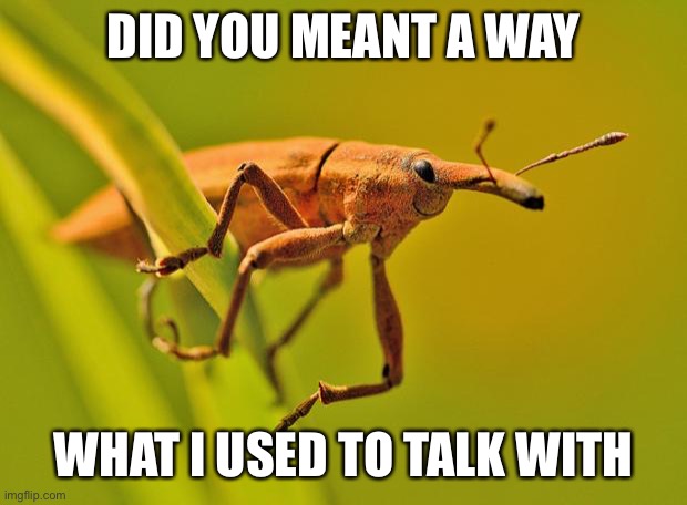Happy Insect | DID YOU MEANT A WAY WHAT I USED TO TALK WITH | image tagged in happy insect | made w/ Imgflip meme maker