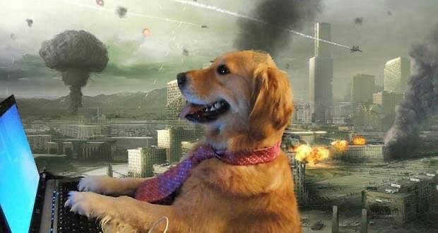 dog typing in apocalypse Blank Meme Template