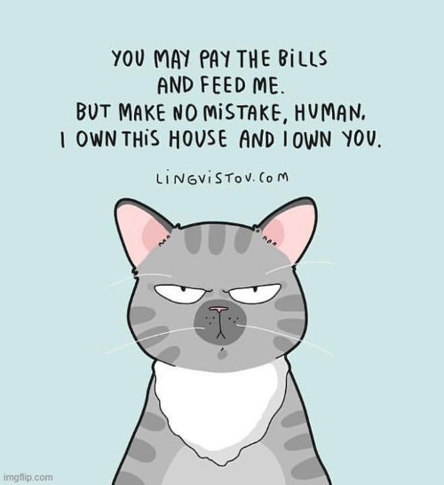 A Cat's Way Of Thinking | image tagged in memes,comics,cats,owner,house,you | made w/ Imgflip meme maker