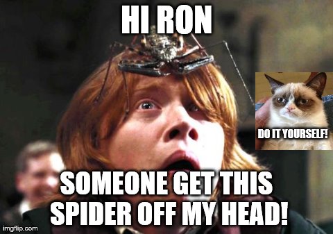 Ron spider and cat | HI RON SOMEONE GET THIS SPIDER OFF MY HEAD! DO IT YOURSELF! | image tagged in ron weasley,spider,funny,harry potter | made w/ Imgflip meme maker