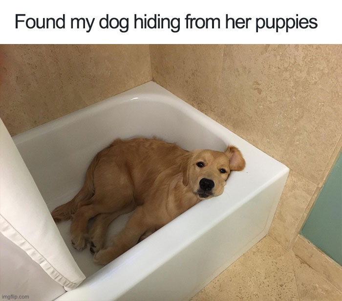 image tagged in memes,funny,dogs,posting again because it took twenty three hours to approve | made w/ Imgflip meme maker