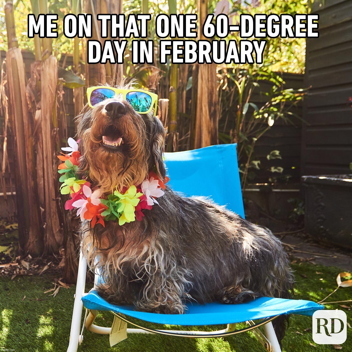 image tagged in memes,funny,dogs,posting again because it took twenty three hours to be approved | made w/ Imgflip meme maker
