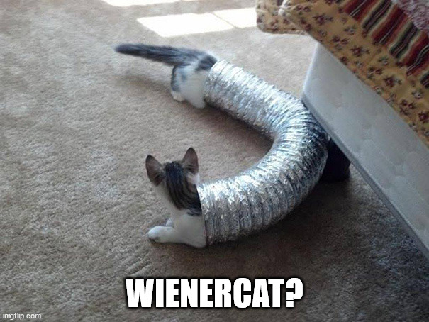 Looks like a wienerdog. | WIENERCAT? | image tagged in cats | made w/ Imgflip meme maker