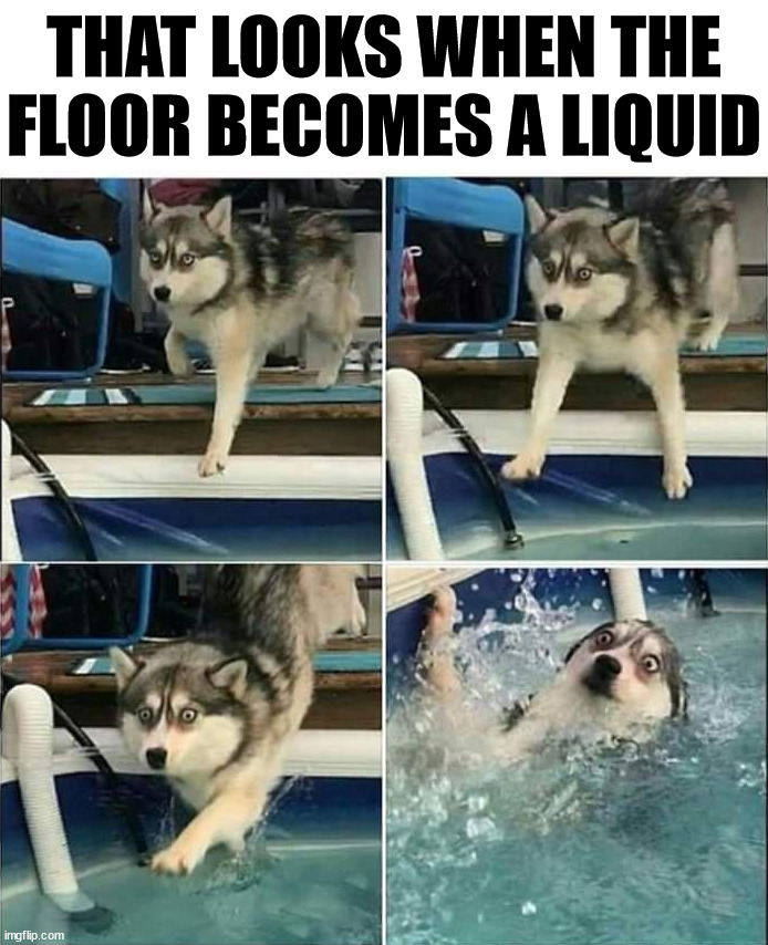 THAT LOOKS WHEN THE FLOOR BECOMES A LIQUID | image tagged in dogs | made w/ Imgflip meme maker
